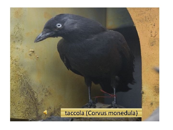 taccola (Corvus monedula) 