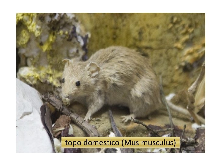 topo domestico (Mus musculus) 