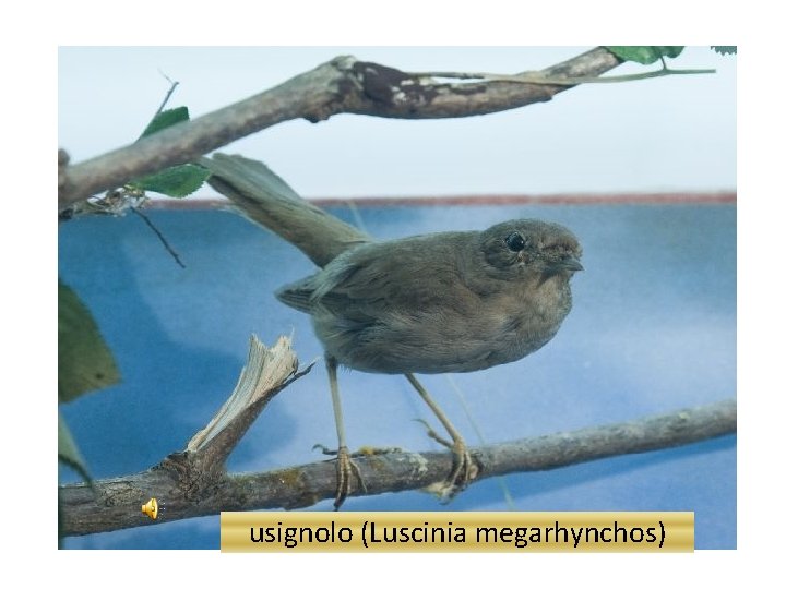 usignolo (Luscinia megarhynchos) 