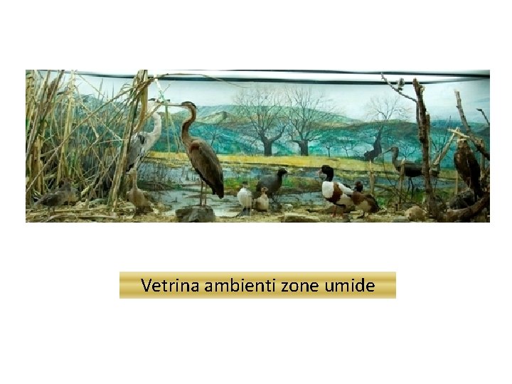 Vetrina ambienti zone umide 