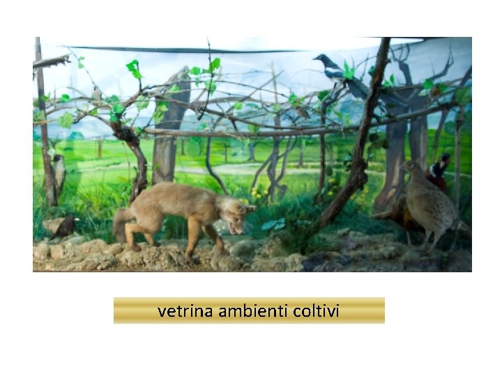 vetrina ambienti coltivi 