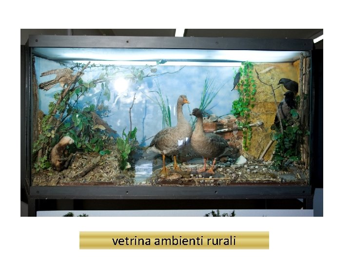 vetrina ambienti rurali 