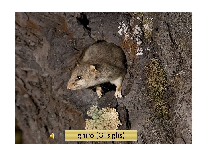 ghiro (Glis glis) 