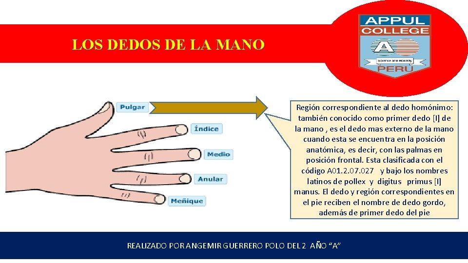 LOS DEDOS DE LA MANO Región correspondiente al dedo homónimo: también conocido como primer