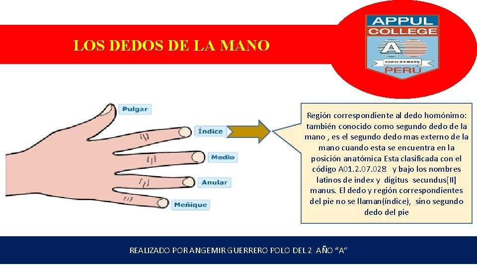 LOS DEDOS DE LA MANO Región correspondiente al dedo homónimo: también conocido como segundo