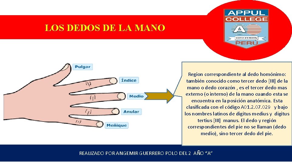 LOS DEDOS DE LA MANO Region correspondiente al dedo homónimo: también conocido como tercer