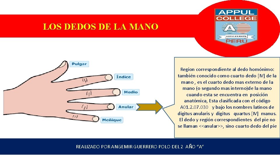 LOS DEDOS DE LA MANO Region correspondiente al dedo homónimo: también conocido como cuarto