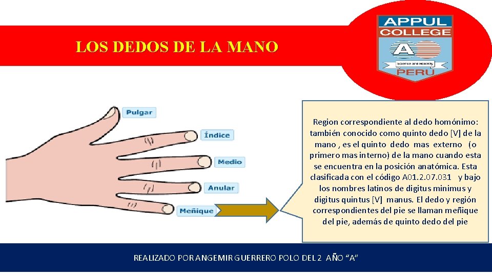 LOS DEDOS DE LA MANO Region correspondiente al dedo homónimo: también conocido como quinto
