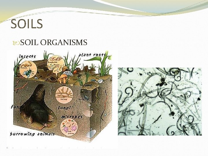 SOILS SOIL ORGANISMS 