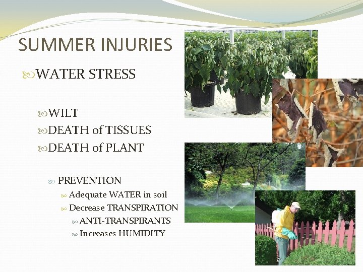 SUMMER INJURIES WATER STRESS WILT DEATH of TISSUES DEATH of PLANT PREVENTION Adequate WATER