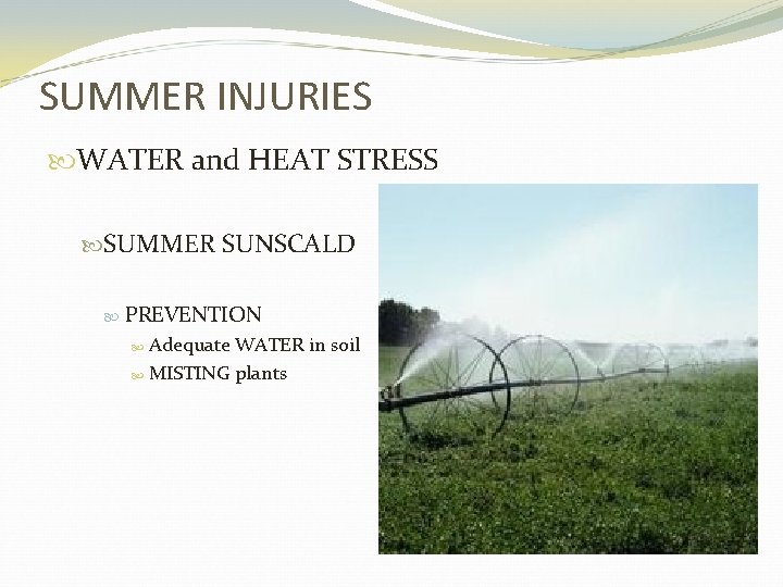SUMMER INJURIES WATER and HEAT STRESS SUMMER SUNSCALD PREVENTION Adequate WATER in soil MISTING