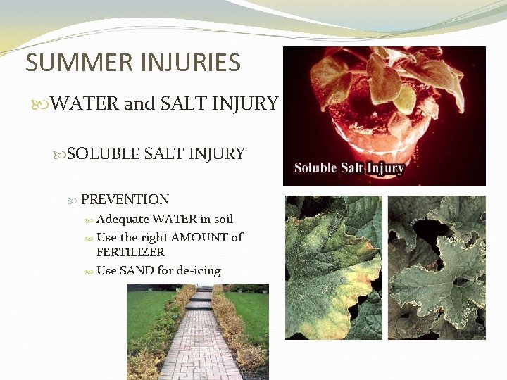 SUMMER INJURIES WATER and SALT INJURY SOLUBLE SALT INJURY PREVENTION Adequate WATER in soil