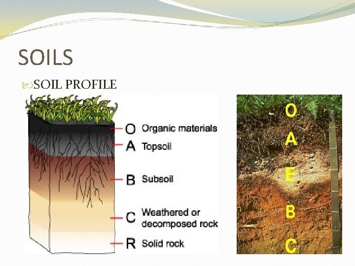 SOILS SOIL PROFILE 