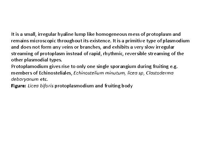 It is a small, irregular hyaline lump like homogeneous mess of protoplasm and remains