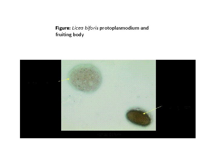 Figure: Licea biforis protoplasmodium and fruiting body 