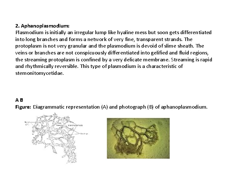 2. Aphanoplasmodium: Plasmodium is initially an irregular lump like hyaline mess but soon gets