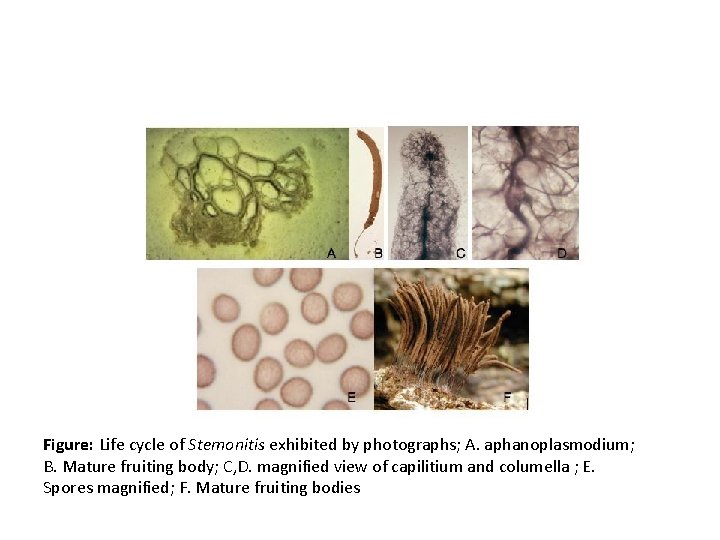 Figure: Life cycle of Stemonitis exhibited by photographs; A. aphanoplasmodium; B. Mature fruiting body;
