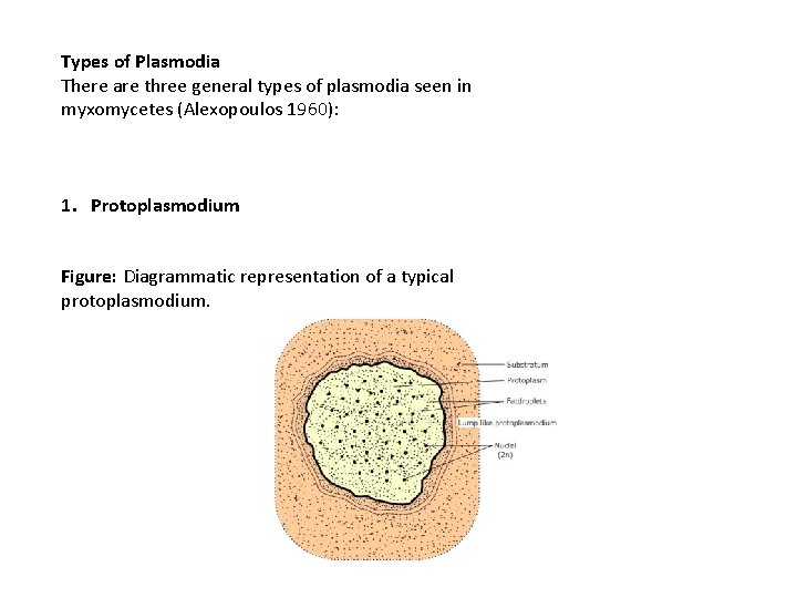 Types of Plasmodia There are three general types of plasmodia seen in myxomycetes (Alexopoulos