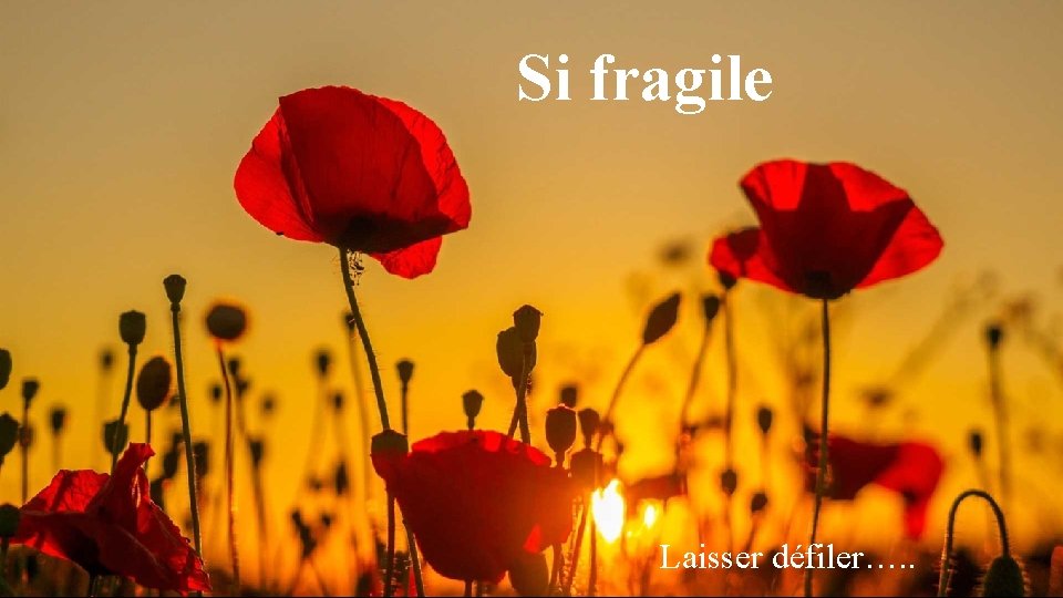 Si fragile Laisser défiler…. . 