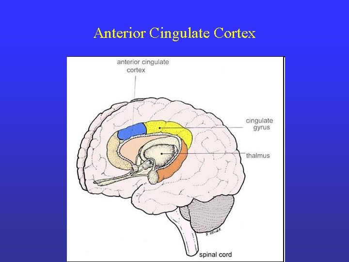 Anterior Cingulate Cortex 