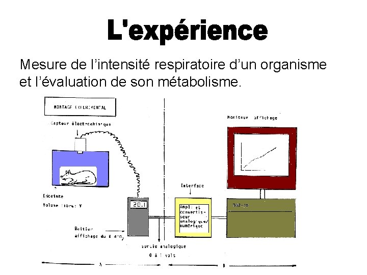 Mesure de l’intensité respiratoire d’un organisme et l’évaluation de son métabolisme. 