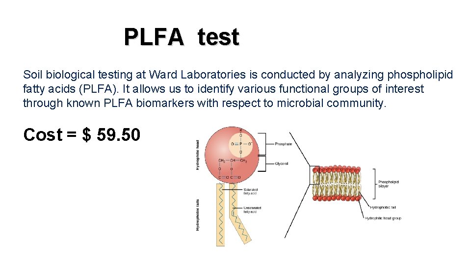 PLFA test Soil biological testing at Ward Laboratories is conducted by analyzing phospholipid fatty