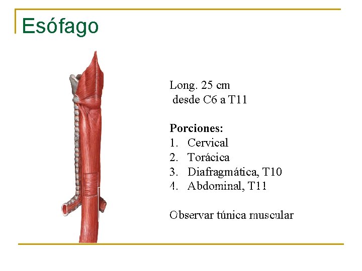 Esófago Long. 25 cm desde C 6 a T 11 Porciones: 1. Cervical 2.