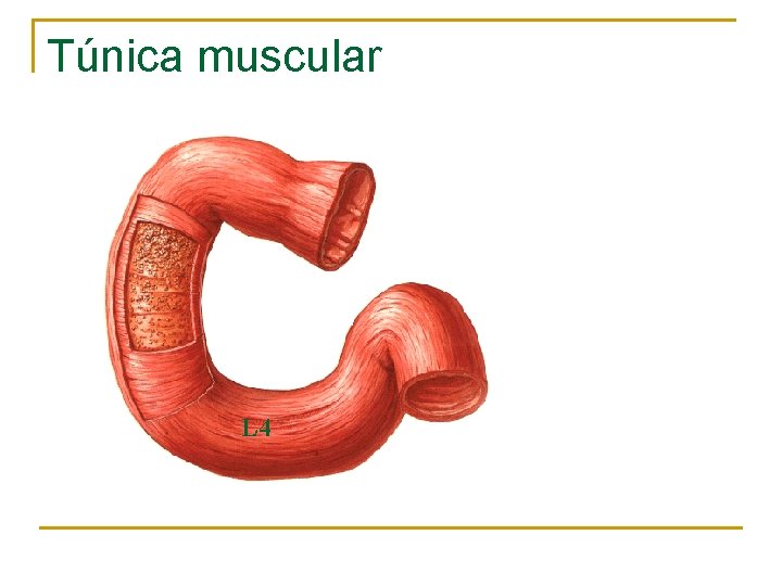 Túnica muscular L 4 