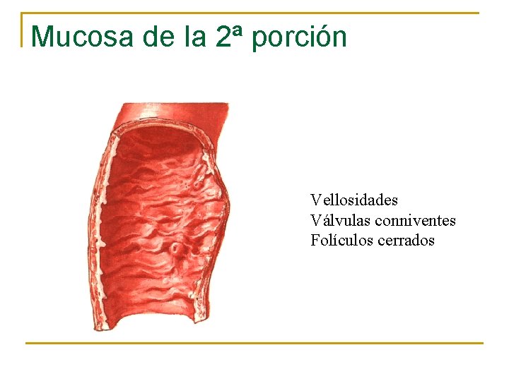 Mucosa de la 2ª porción Vellosidades Válvulas conniventes Folículos cerrados 
