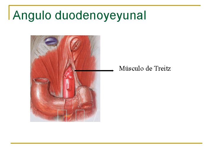 Angulo duodenoyeyunal Músculo de Treitz 