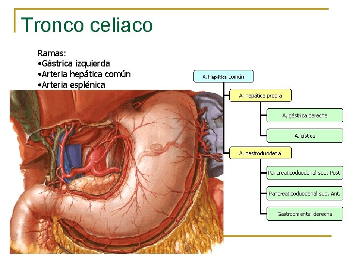 Tronco celiaco Ramas: • Gástrica izquierda • Arteria hepática común • Arteria esplénica A.