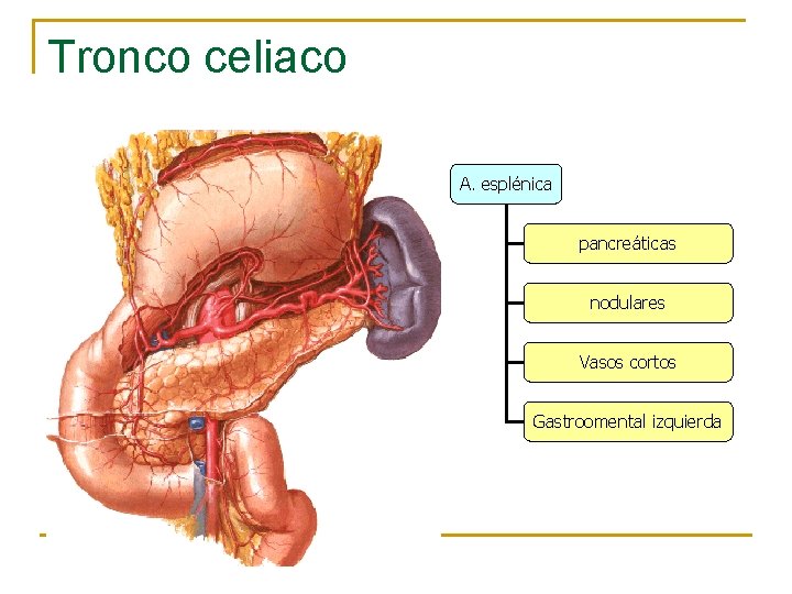Tronco celiaco A. esplénica pancreáticas nodulares Vasos cortos Gastroomental izquierda 