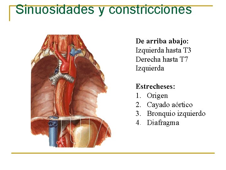 Sinuosidades y constricciones De arriba abajo: Izquierda hasta T 3 Derecha hasta T 7