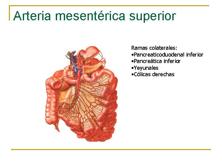 Arteria mesentérica superior Ramas colaterales: • Pancreaticoduodenal inferior • Pancreática inferior • Yeyunales •
