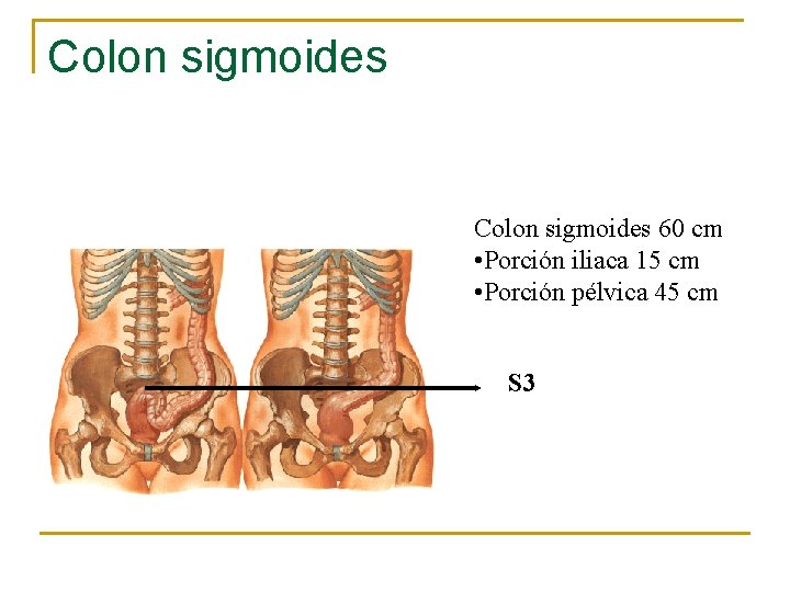 Colon sigmoides 60 cm • Porción iliaca 15 cm • Porción pélvica 45 cm