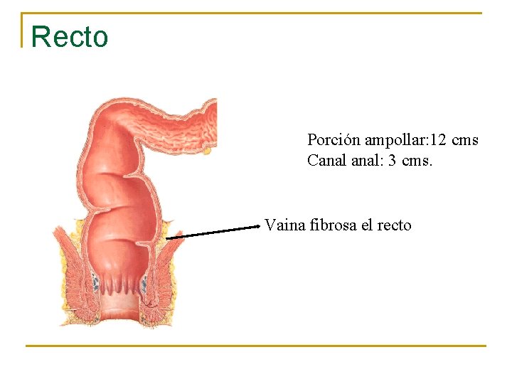 Recto Porción ampollar: 12 cms Canal: 3 cms. Vaina fibrosa el recto 