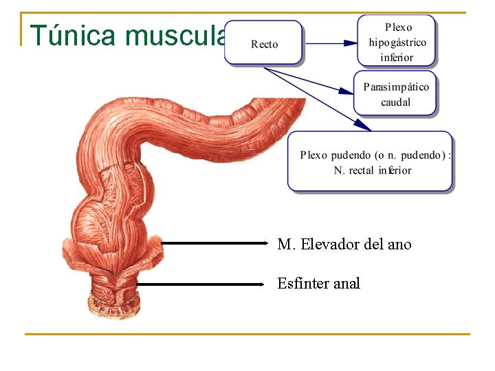 Túnica muscular M. Elevador del ano Esfínter anal 