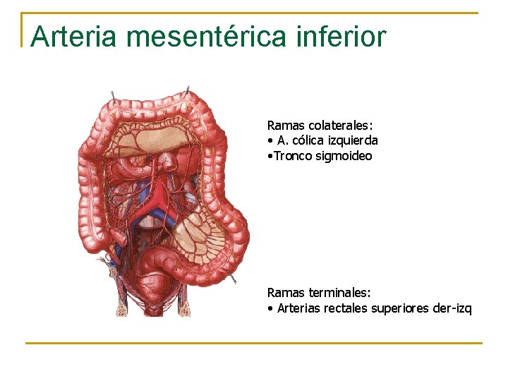 Arteria mesentérica inferior Ramas colaterales: • A. cólica izquierda • Tronco sigmoideo Ramas terminales: