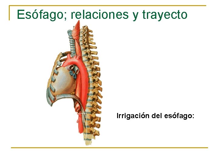 Esófago; relaciones y trayecto Irrigación del esófago: 