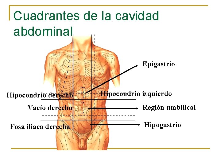 Cuadrantes de la cavidad abdominal Epigastrio Hipocondrio derecho Vacío derecho Fosa iliaca derecha Hipocondrio