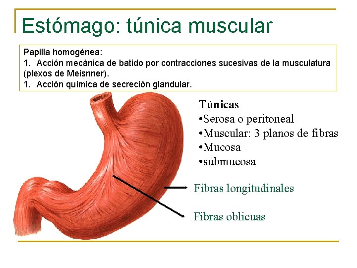 Estómago: túnica muscular Papilla homogénea: 1. Acción mecánica de batido por contracciones sucesivas de