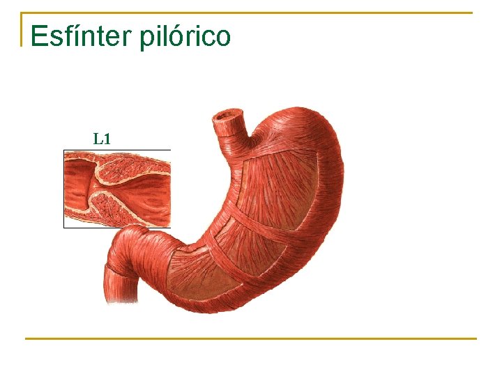 Esfínter pilórico L 1 