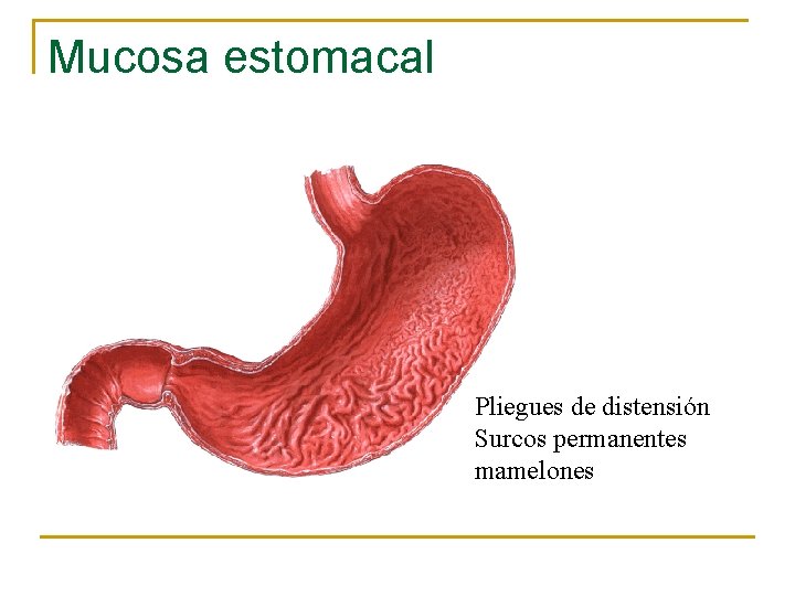 Mucosa estomacal Pliegues de distensión Surcos permanentes mamelones 