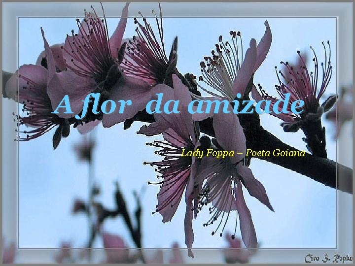 A flor da amizade Lady Foppa – Poeta Goiana 