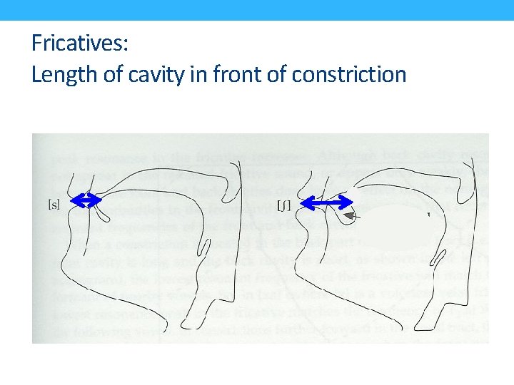Fricatives: Length of cavity in front of constriction 