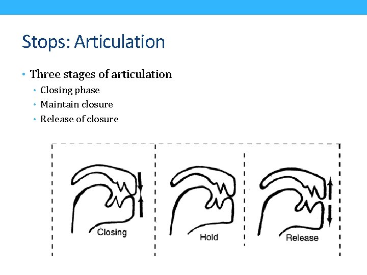 Stops: Articulation • Three stages of articulation • Closing phase • Maintain closure •