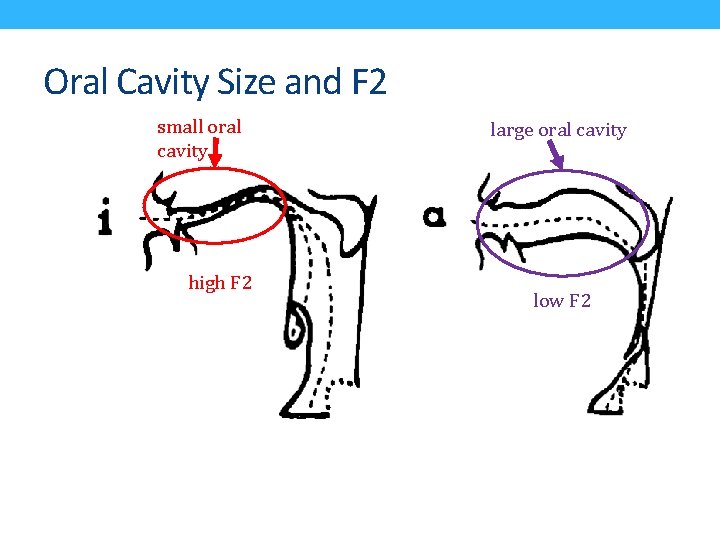 Oral Cavity Size and F 2 small oral cavity high F 2 large oral