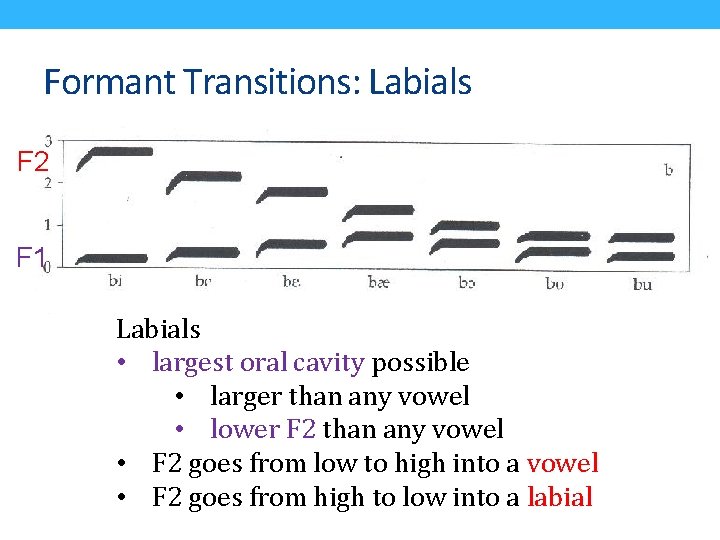 Formant Transitions: Labials F 2 F 1 Labials • largest oral cavity possible •