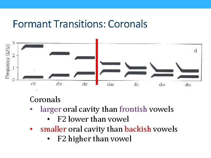Formant Transitions: Coronals • larger oral cavity than frontish vowels • F 2 lower