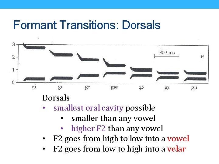 Formant Transitions: Dorsals • smallest oral cavity possible • smaller than any vowel •